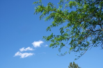 Fototapeta premium Green Leaves Reaching Into a Clear Blue Sky — Bright foliage stretches upward beneath soft white clouds drifting across open blue.