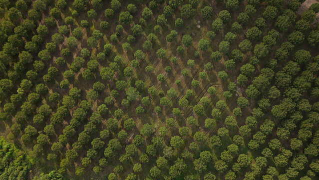 Aerial view of a pine tree plantation with rows of trees casting long shadows during sunset in Portugal.