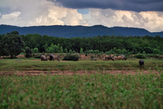 A herd of domestic water buffaloes grazing on a vast green grass field near the mountain in Thailand.