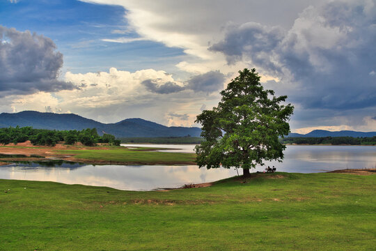 Scenic green grass hill with a large tree during low water level at Huai Kan Luang reservoir in Nakhon Phanom, Thailand.