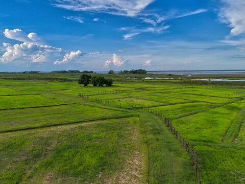 defaultAerial drone view of a vast green rice paddy field with a rustic wooden fence along Nong Han lake in Sakon Nakhon, Thailand.