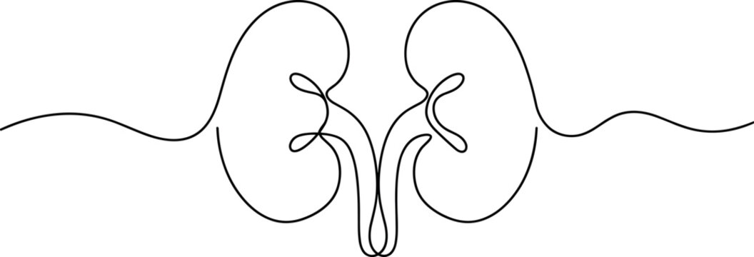 Continuous line art of human kidneys internal organ anatomy minimalist medical healthcare vector illustration on white background