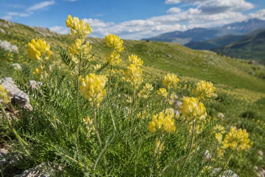 Yellow astragalus flowers sway on a sunny hillside, captured in a gentle breeze.