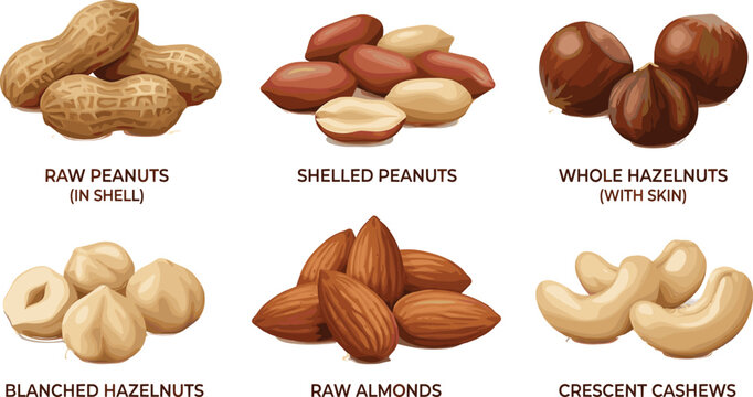 Detailed organic nut vector collection featuring piles of raw peanuts shelled peanuts whole hazelnuts blanched hazelnuts raw almonds and crescent cashews with labels