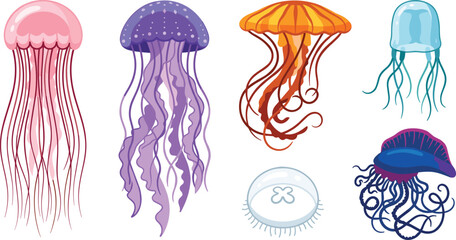 Colorful Jellyfish Species Vector Set Featuring Box Jellyfish, Moon Jelly, and Portuguese Man of War for Marine Biology and Ocean Wildlife Graphic Designs © MstRabeya