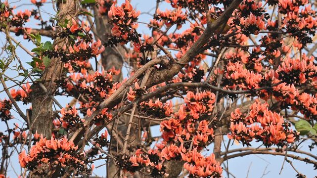 A Palash tree is seen in full bloom.
Butea monosperma&nbsp;is a species of&nbsp;Butea&nbsp;native to tropical.  It is also known as the&nbsp;flame of the forest,&nbsp;Bengal kino,&nbsp;dhak and&nbsp;bastard teak. 