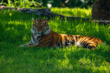 Obraz premium Wild Sumatran tiger resting calmly on the bright green grass lawn and looking directly at the camera in the dappled sunlight.