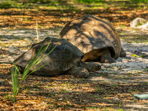 Two giant Galapagos tortoises are resting calmly on the sandy ground, covered with dry leaves, in the dappled sunlight of the tropical forest.