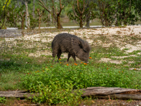 Wild peccary with dark coarse bristly fur actively foraging on the sandy ground covered with green grass and orange flowers.