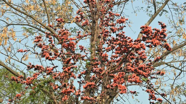 A Palash tree is seen in full bloom.
Butea monosperma&nbsp;is a species of&nbsp;Butea&nbsp;native to tropical.  It is also known as the&nbsp;flame of the forest,&nbsp;Bengal kino,&nbsp;dhak and&nbsp;bastard teak. 