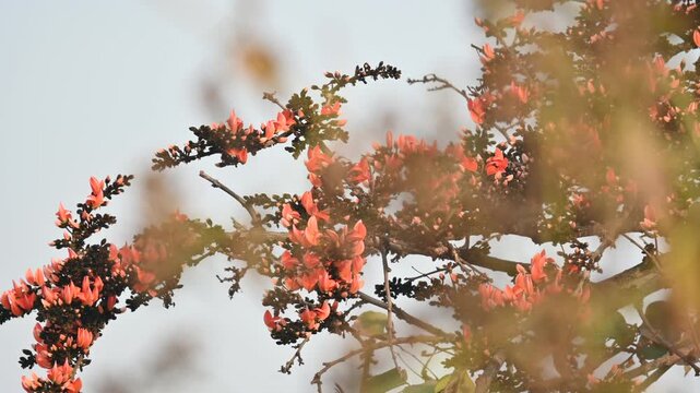 A Palash tree is seen in full bloom.
Butea monosperma&nbsp;is a species of&nbsp;Butea&nbsp;native to tropical.  It is also known as the&nbsp;flame of the forest,&nbsp;Bengal kino,&nbsp;dhak and&nbsp;bastard teak. 