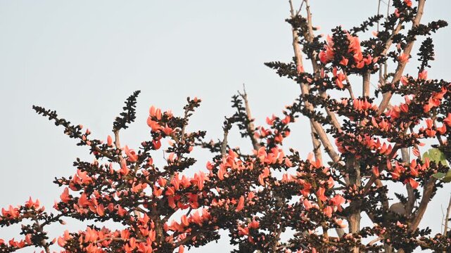 A Palash tree is seen in full bloom.
Butea monosperma&nbsp;is a species of&nbsp;Butea&nbsp;native to tropical.  It is also known as the&nbsp;flame of the forest,&nbsp;Bengal kino,&nbsp;dhak and&nbsp;bastard teak. 