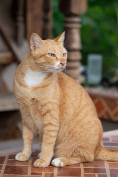 Beautiful ginger tabby cat sitting elegantly outdoor looking away.