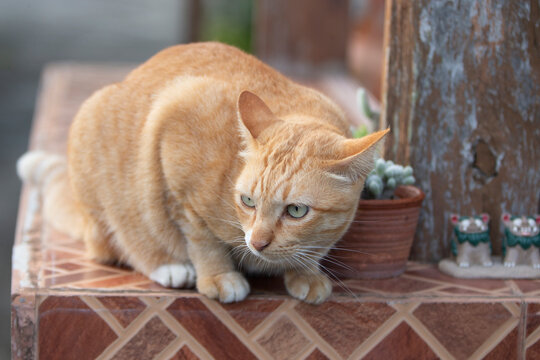 Beautiful ginger tabby cat sitting elegantly outdoor looking away.