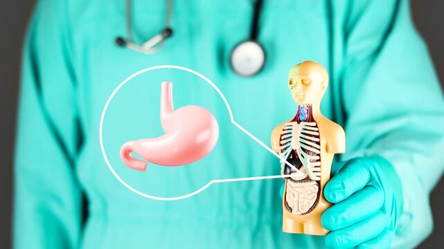 A healthcare professional presents an anatomical model next to the stomach. Concept of gastrointestinal health, gastroenterological care, digestive process, nutrition, and gastric cancer prevention.