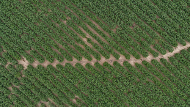 Aerial view of intensive almond tree cultivation with rows of green trees planted in a geometric pattern in Portugal.