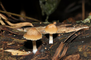 湿潤な森の土壌にかわいい薄茶色のイタチタケ茸（日本自然菌・キノコ生態マクロ撮影） © SAIGLOBALNT