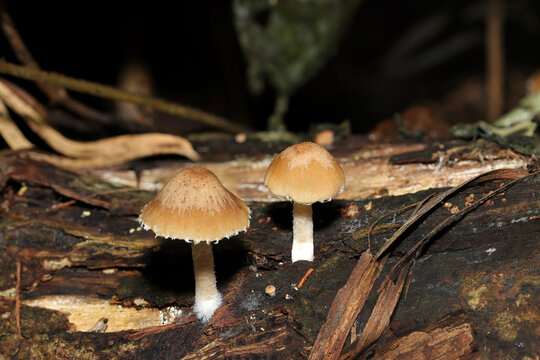 湿潤な森の土壌にかわいい薄茶色のイタチタケ茸（日本自然菌・キノコ生態マクロ撮影）