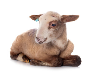 young lamb © cynoclub