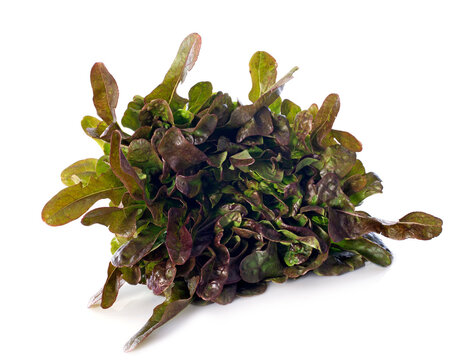 cocarde salad in studio