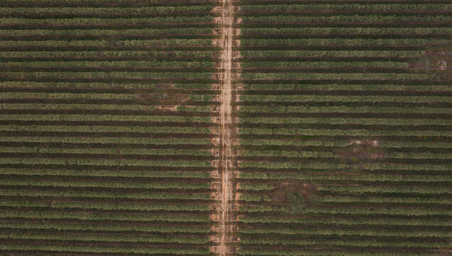 Aerial view of an intensive olive tree plantation with symmetrical rows of trees and a central dirt path in the Spanish countryside, Spain.