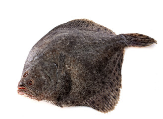 Fototapeta premium turbot