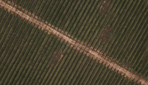 Aerial view of an intensive olive tree plantation with symmetrical rows and a diagonal dirt path crossing the field in Spain.