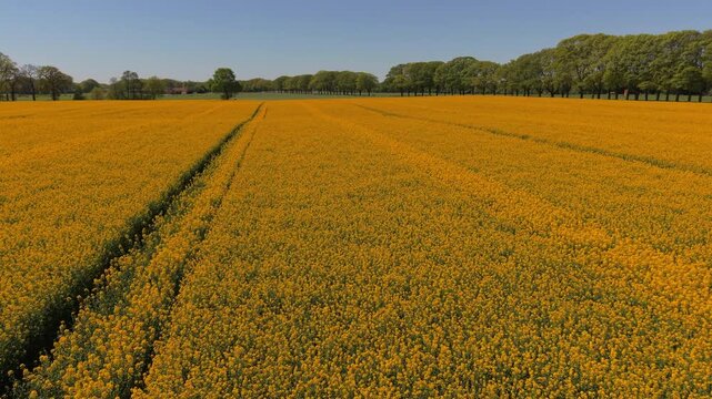 Aerial view of an endless yellow rapeseed field with tractor paths. Drone landscape of vibrant canola oilseed plantation bordered by rows of spring trees in the countryside under a clear blue sky.