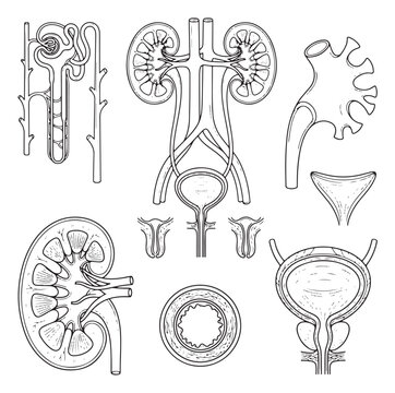 Human urinary system anatomy line art, medical kidney and bladder diagram set, biological excretory system vector illustrations for education