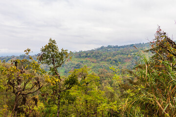 Fototapeta premium View of beautiful lush green rainforest on the slopes of Mount Kilimanjaro in Tanzania