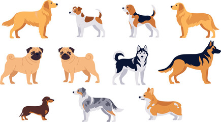 Popular Dog Breed Vector Set Featuring Golden Retriever German Shepherd Husky Corgi Pug Beagle Dachshund and Jack Russell Terriers for Pet Care and Veterinary UI Designs © MstLutfa
