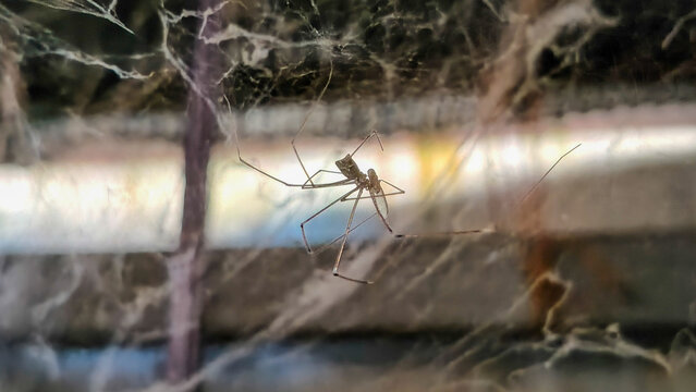 A cellar spider (Pholcus phalangioides) sitting in its messy cobweb inside a basement, close-up view.