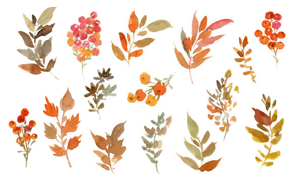 Watercolor Autumn leaves and berries PNG clipart set for pattern, stationary, gift wrapping and greeting card
