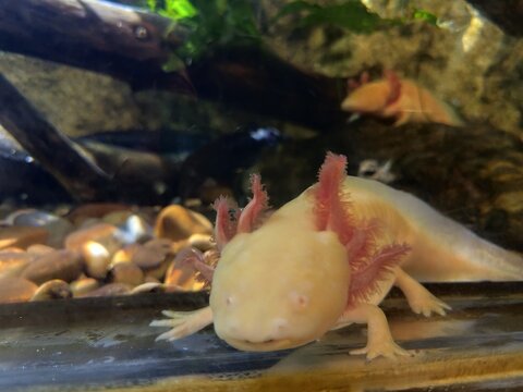 A close-up shot of a white leucistic axolotl (Mexican walking fish) with vibrant pink external gills inside a freshwater aquarium tank with pebbles and driftwood.
