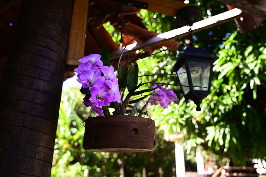 vibrant purple dendrobium orchid flowers blooming in a hanging ceramic pot, beautiful rustic garden decoration with vintage lantern lamp backdrop, elegant botanical terrace closeup