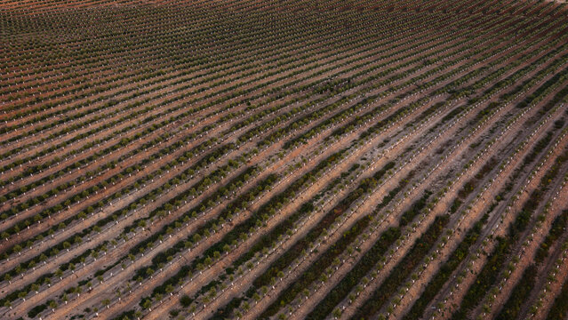 Aerial view of intensive olive tree plantation with rows of young trees in the Spanish countryside. Spain.