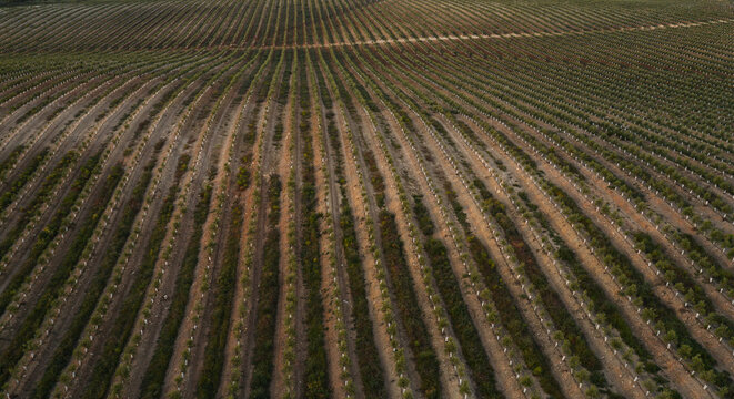 Aerial view of intensive olive tree plantation with symmetrical rows of trees stretching across the landscape in Spain.