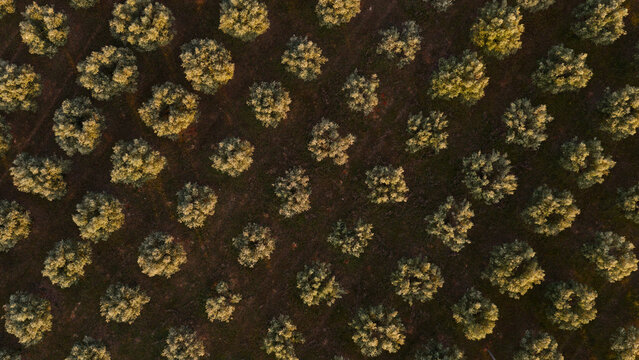 Aerial view of olive trees arranged in rows across agricultural land in the Spanish countryside, Spain.