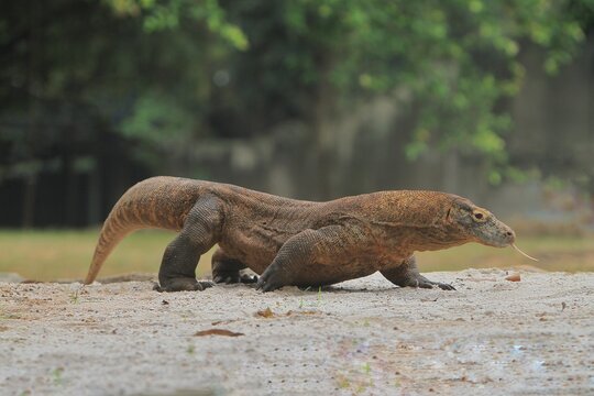 Side view of a komodo dragon walking slowly across the sand in the morning