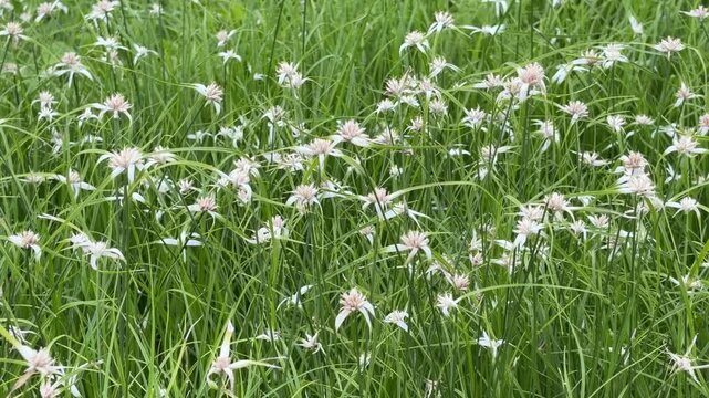 White star sedge field blowing in the wind, Rhynchospora colorata  wildflower meadow