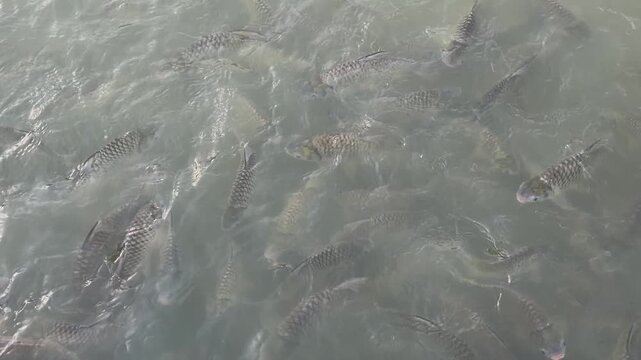 High angle shot of a large school of freshwater fish swimming and feeding in turbid water