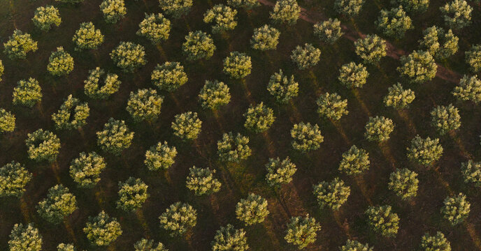 Aerial view of rows of olive trees in the Spanish countryside during golden hour with long shadows stretching across the earth, Spain.