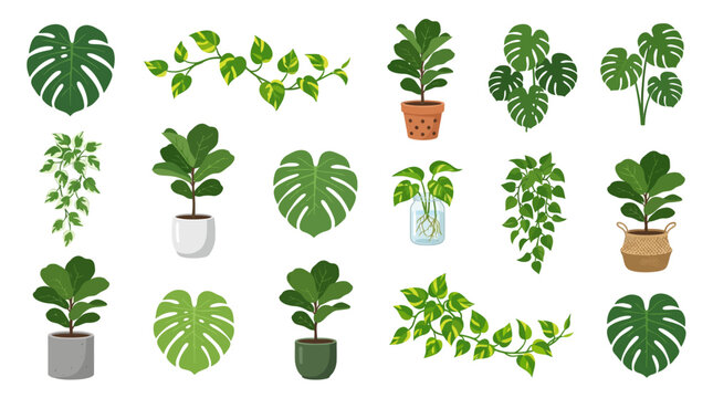 Variety of Potted Houseplants Collection.