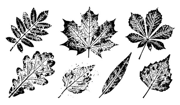 Artistic Grunge Autumn Leaf Print Vector Set with Distressed Botanical Stamp Designs