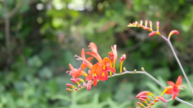 クロコスミアの花。姫檜扇水仙(ヒメヒオウギズイセン)とも呼ばれる赤い花の動画。