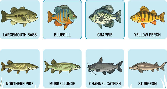 Set of North American freshwater game fish vector illustrations including bass, pike, and catfish with names