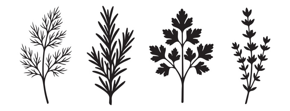 Black botanical herb silhouettes collection including rosemary dill parsley and thyme plant vector icon