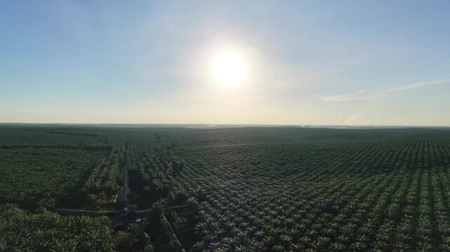 Aerial view of a vast oil palm plantation, showcasing endless rows of palm trees, lush greenery, and expansive agricultural landscape under a clear sky.