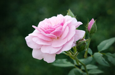 Fototapeta premium pink rose in the garden