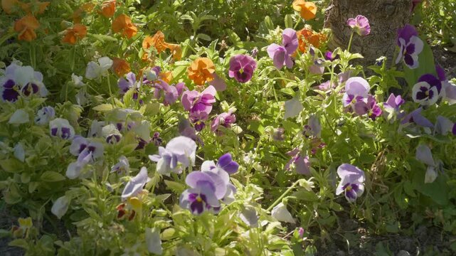 cluster of pansy flowers (Viola tricolor) growing in a sunlit garden.